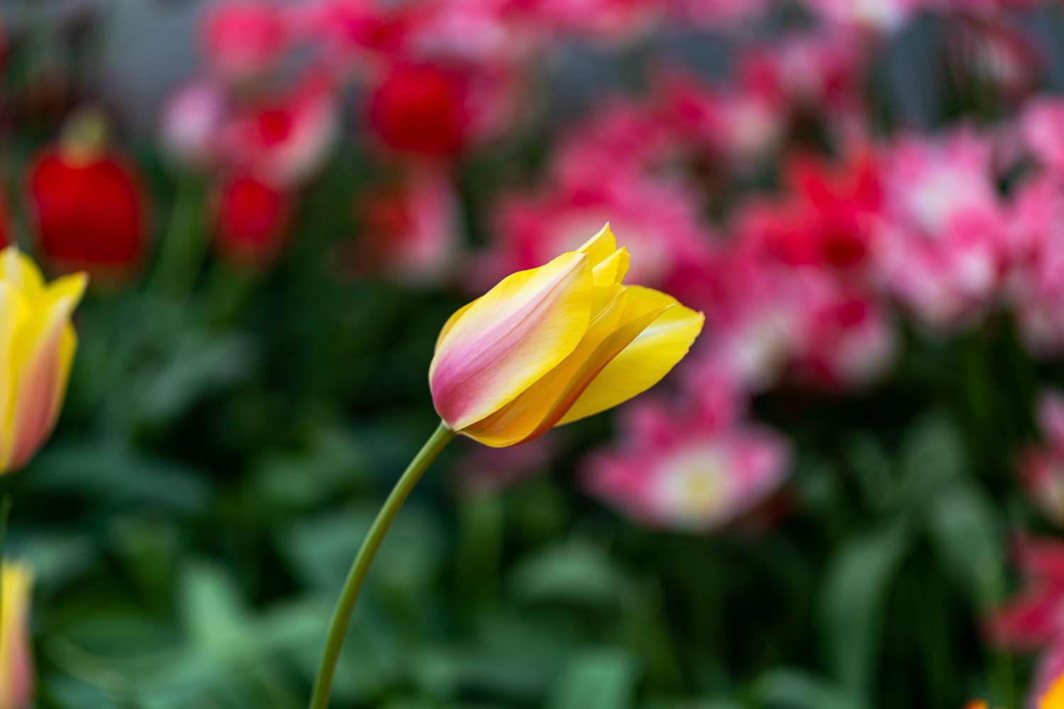 Tulppaani 'Blushing Lady'